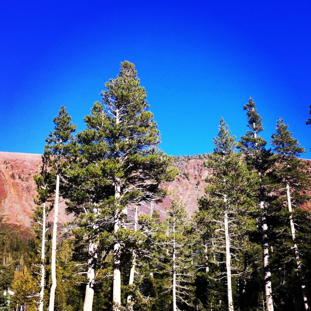 A photo of pine trees in front of a red mountains and blue sky